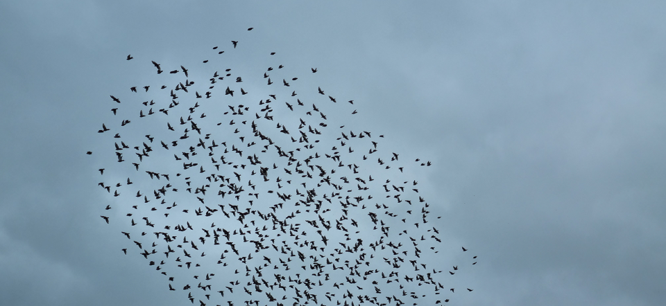 fåglar som flyger i flock