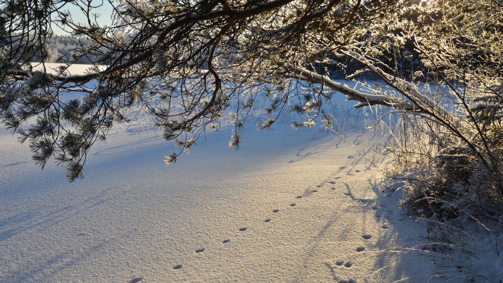 Winter view with snow at lake in Finland. Mostphotos 2025.